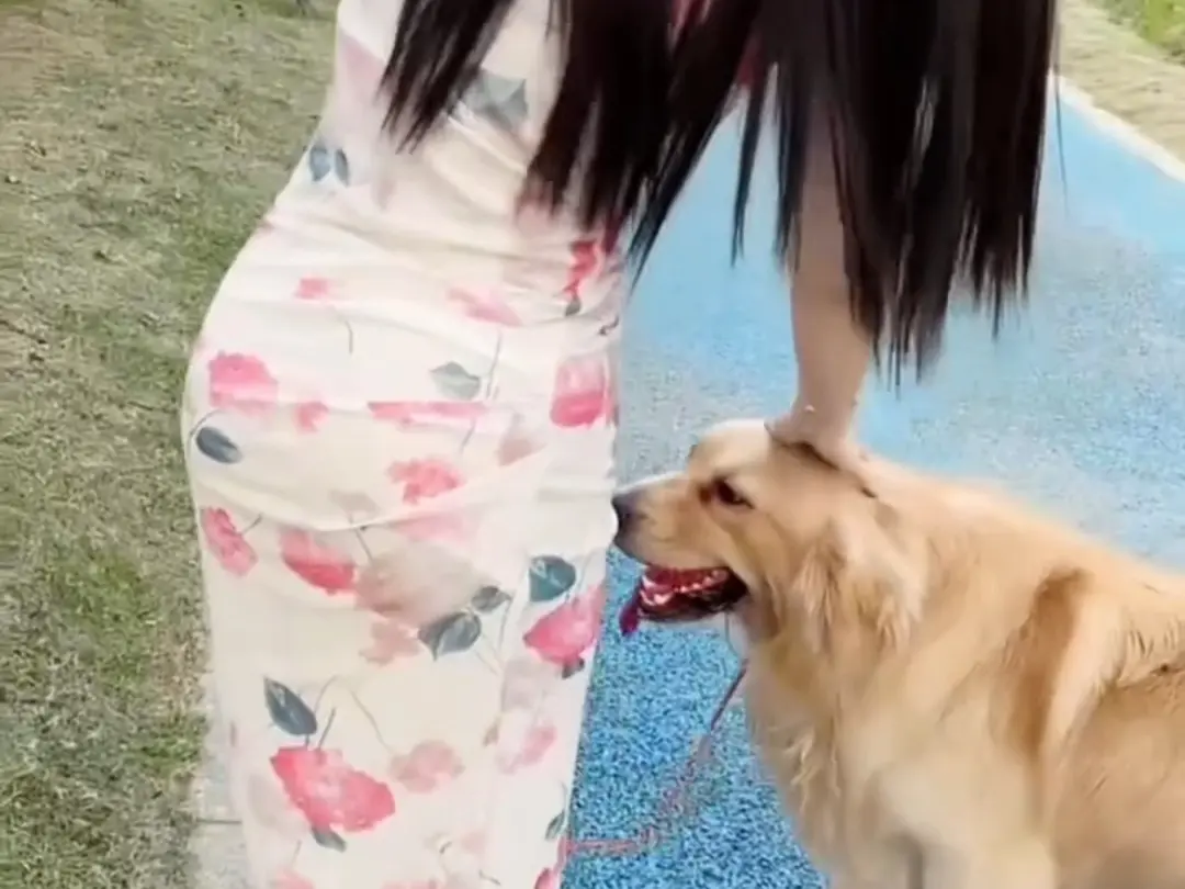 免费获取《抖音香香公主与爱犬》爱犬金毛科普视频全集，抖音香香公主与爱犬直播回放在线无广告观看
